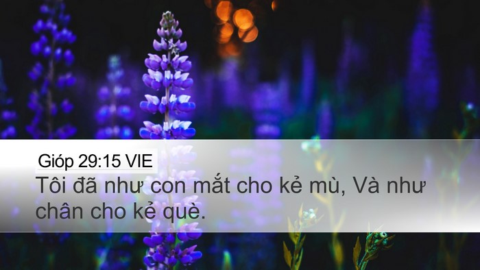 Gióp 29:15 VIE Bible Verse Image