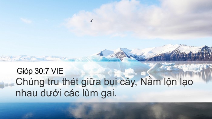Gióp 30:7 VIE Bible Verse Image