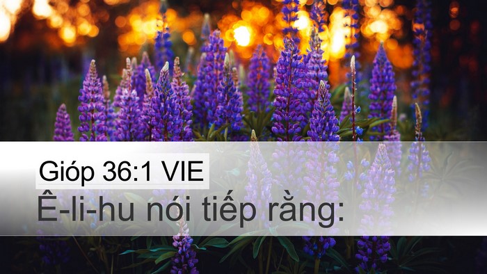 Gióp 36:1 VIE Desktop Wallpaper - Ê-li-hu nói tiếp - Desktop Bible Verse Wallpaper