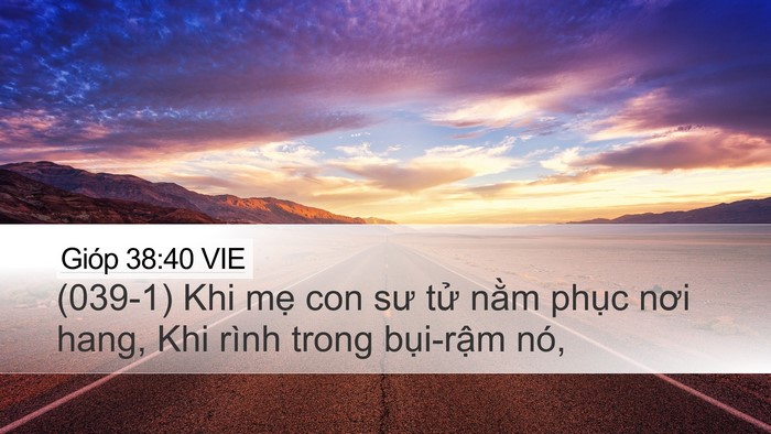 Gióp 38:40 VIE Desktop Wallpaper - (039-1) Khi mẹ con sư tử nằm phục nơi - Desktop Bible Verse Wallpaper