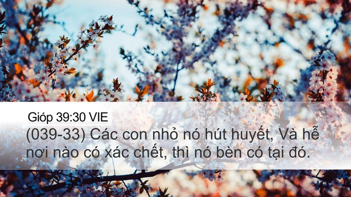 Gióp 39:30 VIE Bible Verse Image