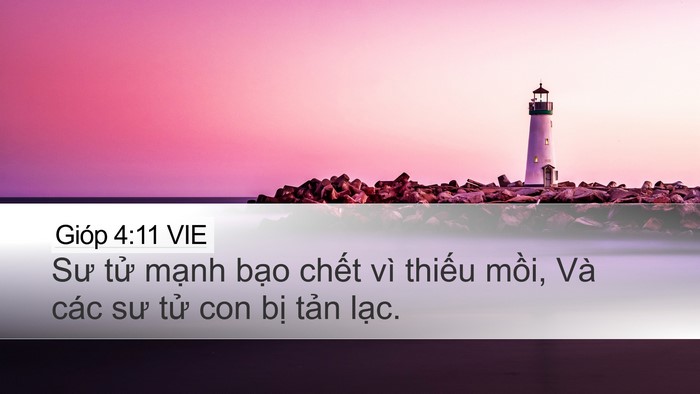 Gióp 4:11 VIE Desktop Wallpaper - Sư tử mạnh bạo chết vì thiếu mồi, - Desktop Bible Verse Wallpaper