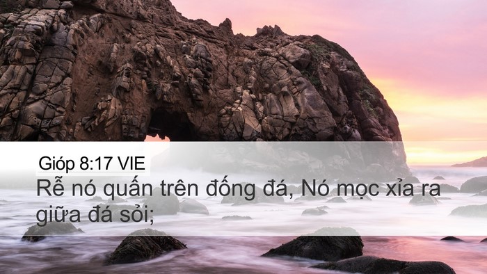 Gióp 8:17 VIE Desktop Wallpaper - Rễ nó quấn trên đống đá, Nó mọc - Desktop Bible Verse Wallpaper