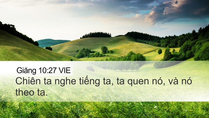 Giăng 10:27 VIE Bible Verse Image