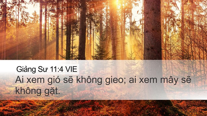 Giảng Sư 11:4 VIE Bible Verse Image