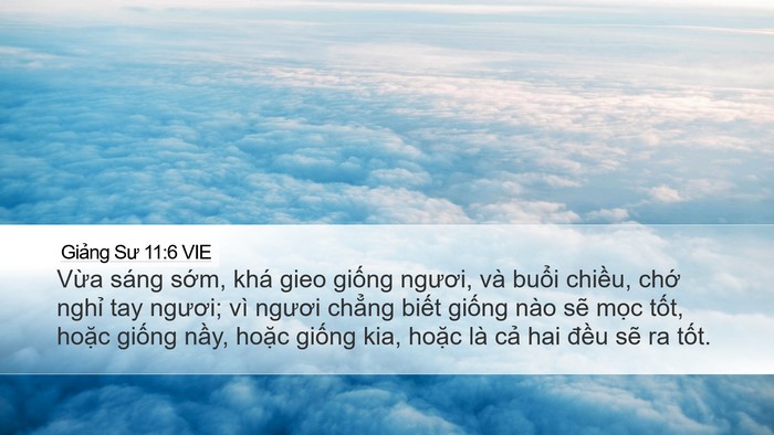 Giảng Sư 11:6 VIE Bible Verse Image