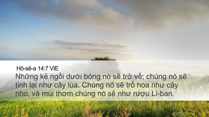 Hô-sê-a 14:7 VIE Bible Verse Image