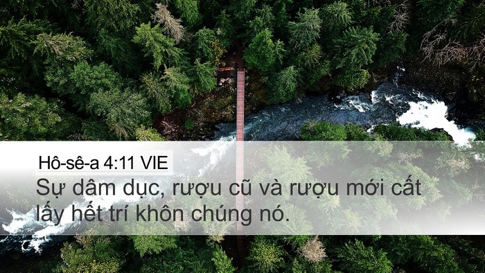 Hô-sê-a 4:11 VIE Bible Verse Image
