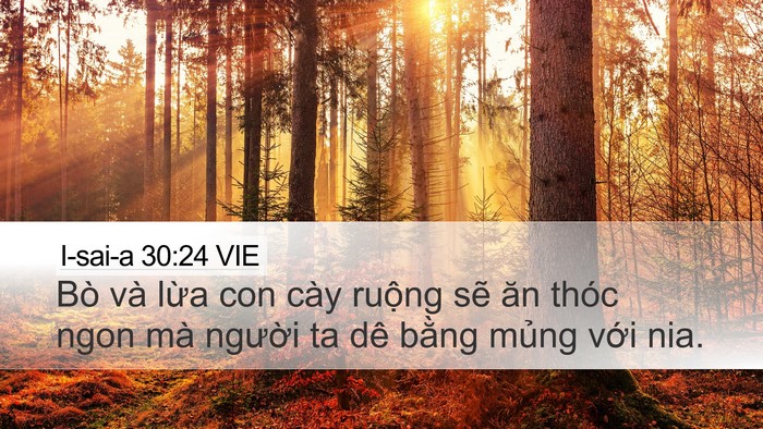 I-sai-a 30:24 VIE Bible Verse Image