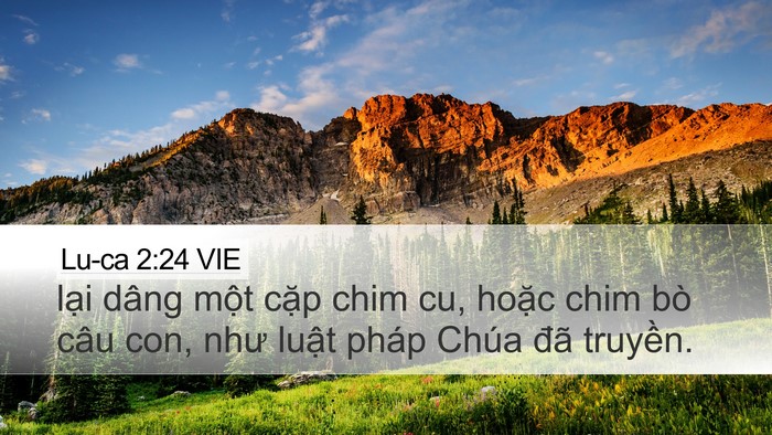 Lu-ca 2:24 VIE Desktop Wallpaper - lại dâng một cặp chim cu, hoặc chim bò - Desktop Bible Verse Wallpaper