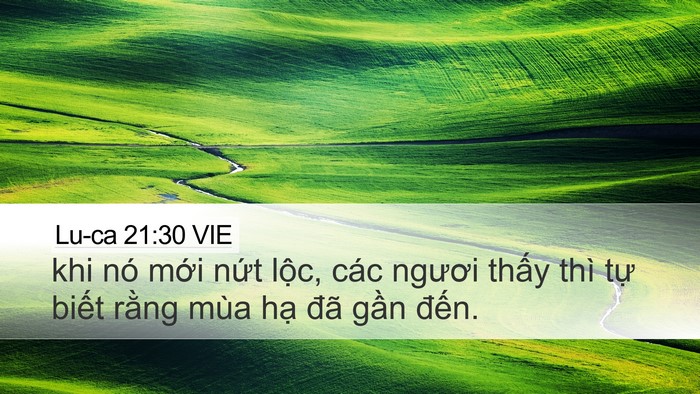 Lu-ca 21:30 VIE Bible Verse Image