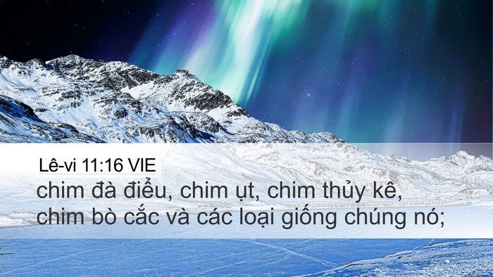 Lê-vi 11:16 VIE Desktop Wallpaper - chim đà điểu, chim ụt, chim thủy kê, - Desktop Bible Verse Wallpaper