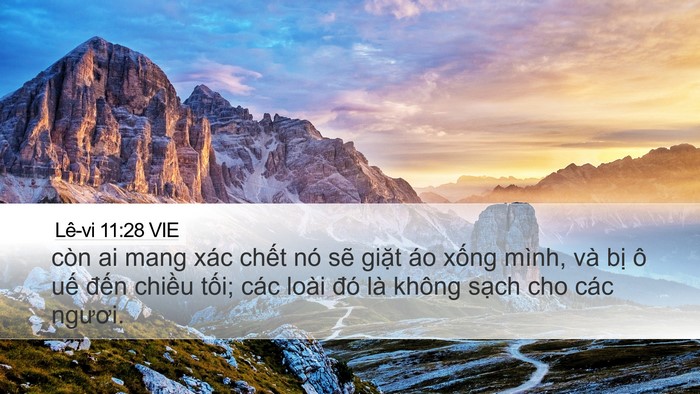 Lê-vi 11:28 VIE Desktop Wallpaper - còn ai mang xác chết nó sẽ giặt áo - Desktop Bible Verse Wallpaper