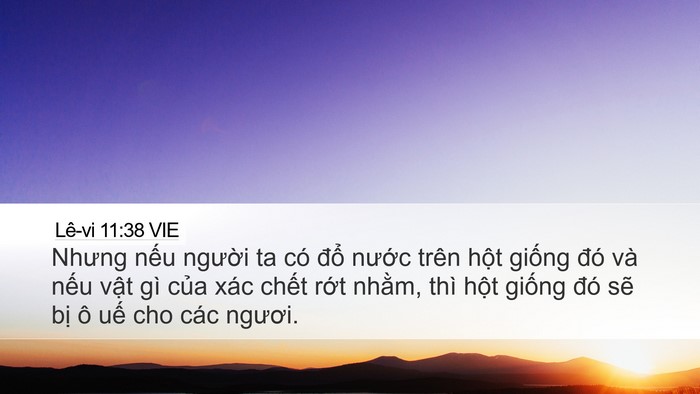 Lê-vi 11:38 VIE Desktop Wallpaper - Nhưng nếu người ta có đổ nước trên - Desktop Bible Verse Wallpaper