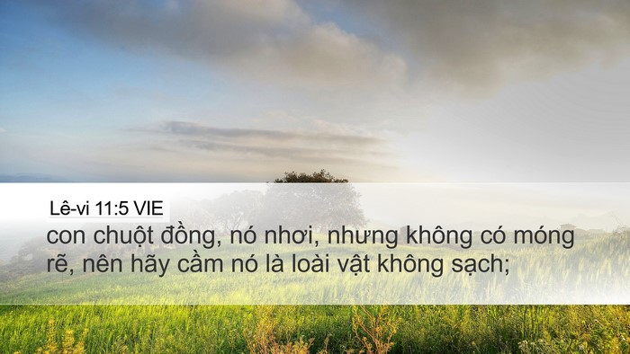Lê-vi 11:5 VIE Bible Verse Image