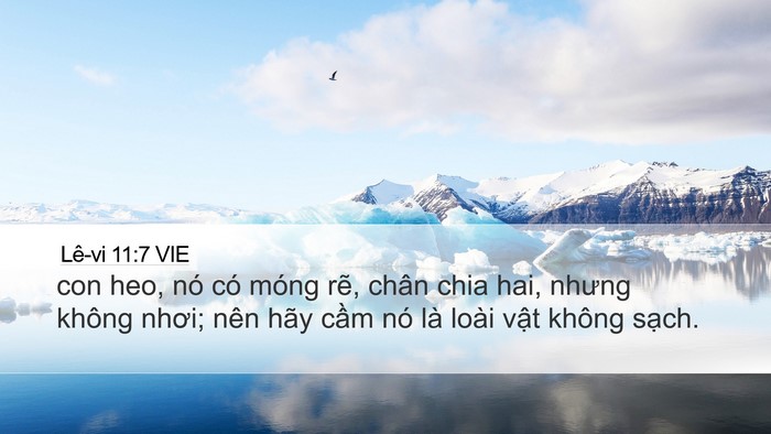 Lê-vi 11:7 VIE Bible Verse Image