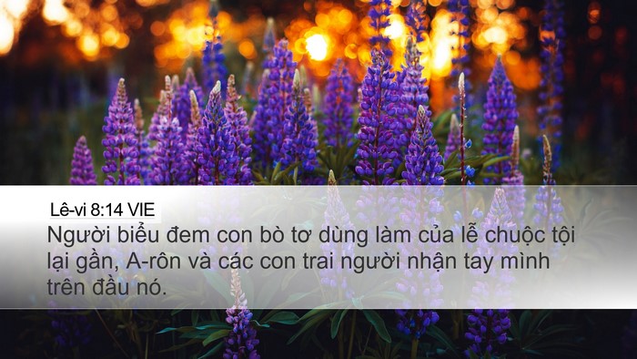 Lê-vi 8:14 VIE Bible Verse Image