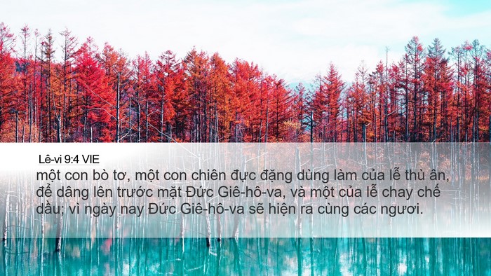 Lê-vi 9:4 VIE Desktop Wallpaper - một con bò tơ, một con chiên đực - Desktop Bible Verse Wallpaper