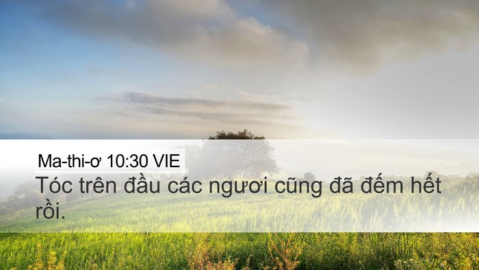 Ma-thi-ơ 10:30 VIE Desktop Wallpaper - Tóc trên đầu các ngươi cũng đã đếm - Desktop Bible Verse Wallpaper