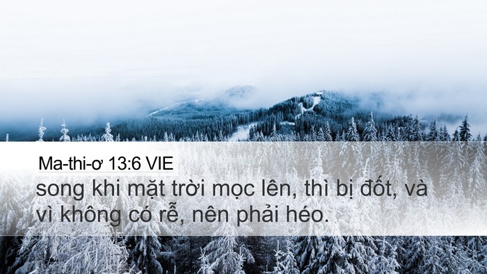 Ma-thi-ơ 13:6 VIE Desktop Wallpaper - song khi mặt trời mọc lên, thì bị - Desktop Bible Verse Wallpaper