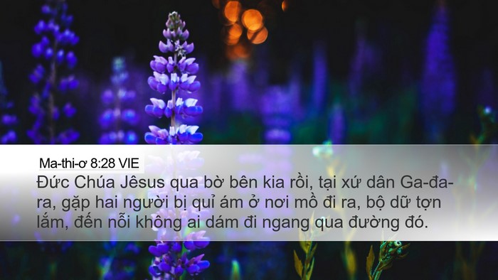 Ma-thi-ơ 8:28 VIE Desktop Wallpaper - Đức Chúa Jêsus qua bờ bên kia rồi, - Desktop Bible Verse Wallpaper