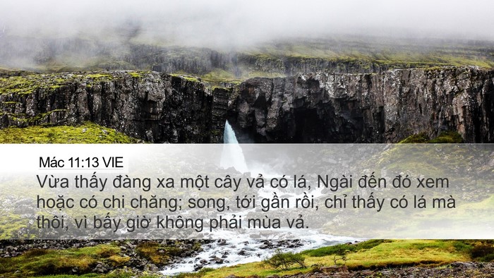 Mác 11:13 VIE Desktop Wallpaper - Vừa thấy đàng xa một cây vả có lá, - Desktop Bible Verse Wallpaper