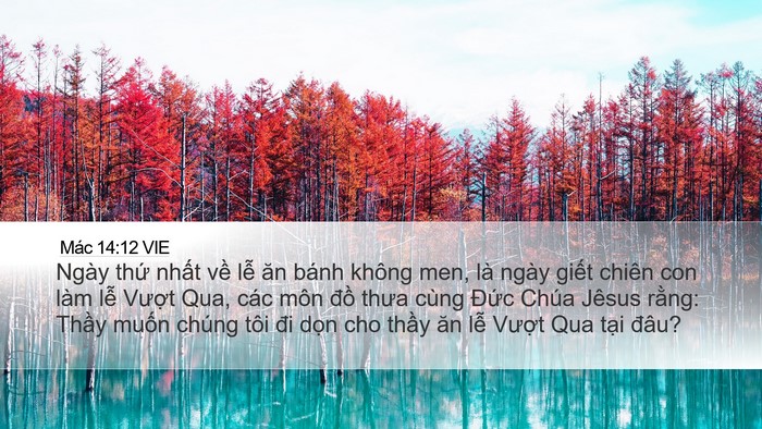 Mác 14:12 VIE Bible Verse Image