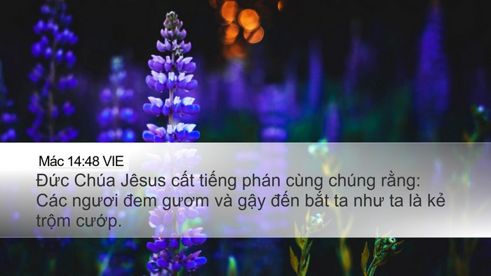 Mác 14:48 VIE Bible Verse Image