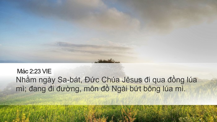 Mác 2:23 VIE Bible Verse Image