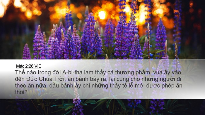 Mác 2:26 VIE Desktop Wallpaper - Thể nào trong đời A-bi-tha làm thầy cả - Desktop Bible Verse Wallpaper