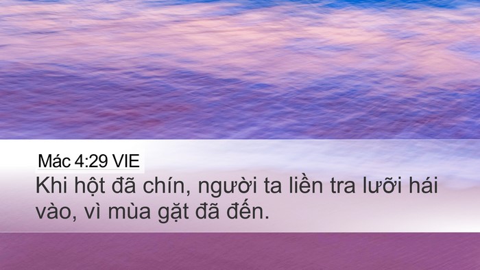 Mác 4:29 VIE Desktop Wallpaper - Khi hột đã chín, người ta liền tra - Desktop Bible Verse Wallpaper