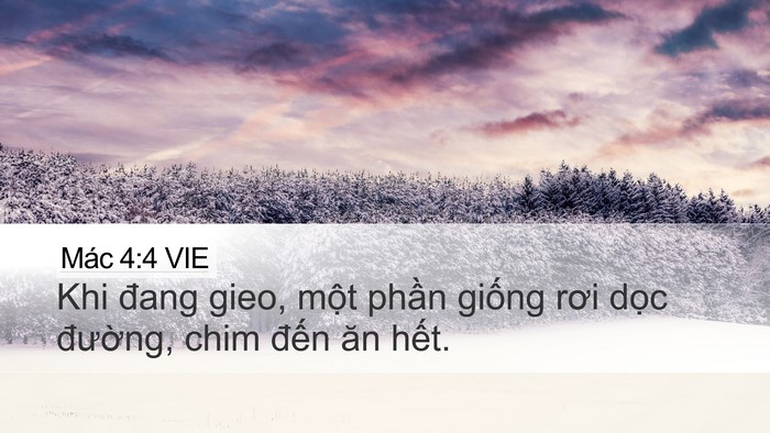 Mác 4:4 VIE Desktop Wallpaper - Khi đang gieo, một phần giống rơi dọc - Desktop Bible Verse Wallpaper