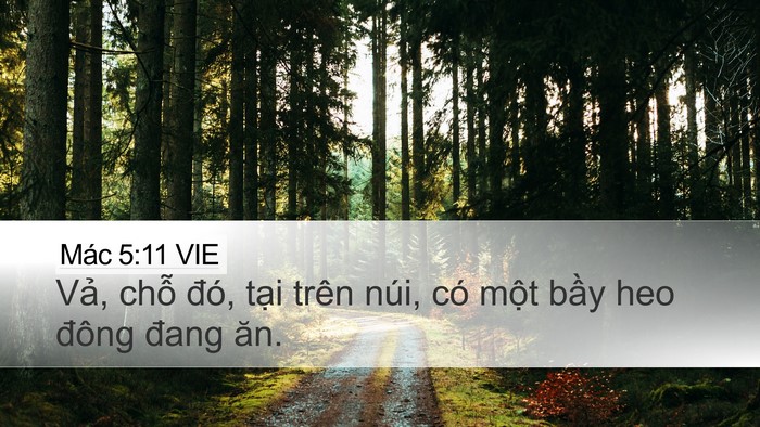 Mác 5:11 VIE Bible Verse Image