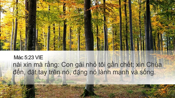 Mác 5:23 VIE Bible Verse Image