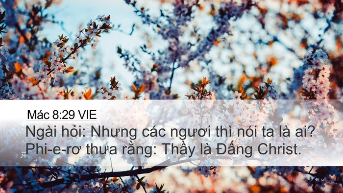 Mác 8:29 VIE Bible Verse Image