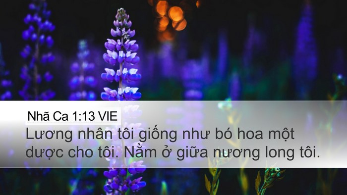 Nhã Ca 1:13 VIE Bible Verse Image