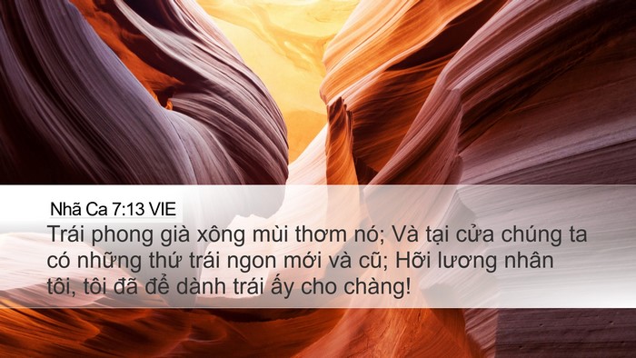 Nhã Ca 7:13 VIE Desktop Wallpaper - Trái phong già xông mùi thơm nó; Và tại - Desktop Bible Verse Wallpaper