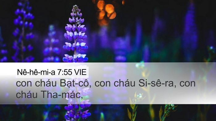 Nê-hê-mi-a 7:55 VIE Desktop Wallpaper - con cháu Bạt-cô, con cháu Si-sê-ra, con - Desktop Bible Verse Wallpaper