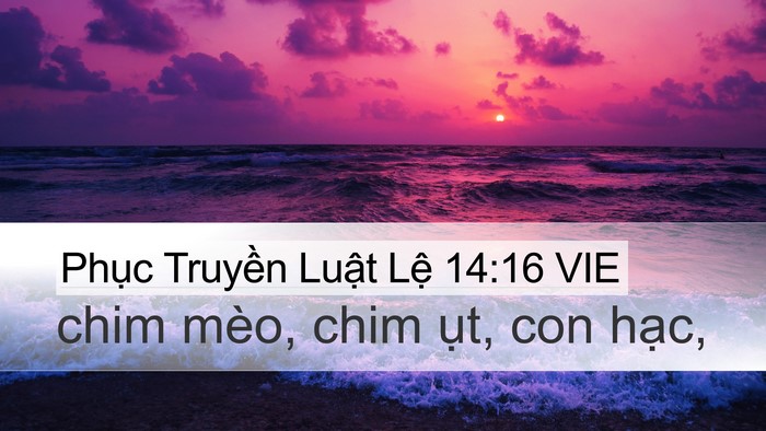 Phục Truyền Luật Lệ 14:16 VIE Desktop Wallpaper - chim mèo, chim ụt, con - Desktop Bible Verse Wallpaper