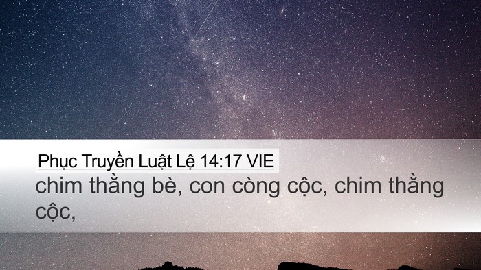 Phục Truyền Luật Lệ 14:17 VIE Desktop Wallpaper - chim thằng bè, con còng cộc, chim thằng - Desktop Bible Verse Wallpaper