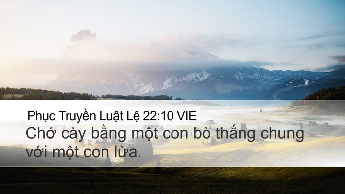 Phục Truyền Luật Lệ 22:10 VIE Desktop Wallpaper - Chớ cày bằng một con bò thắng chung - Desktop Bible Verse Wallpaper