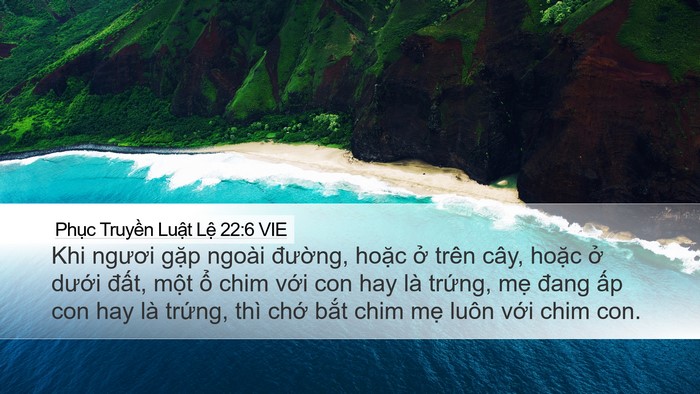 Phục Truyền Luật Lệ 22:6 VIE Desktop Wallpaper - Khi ngươi gặp ngoài đường, hoặc ở - Desktop Bible Verse Wallpaper