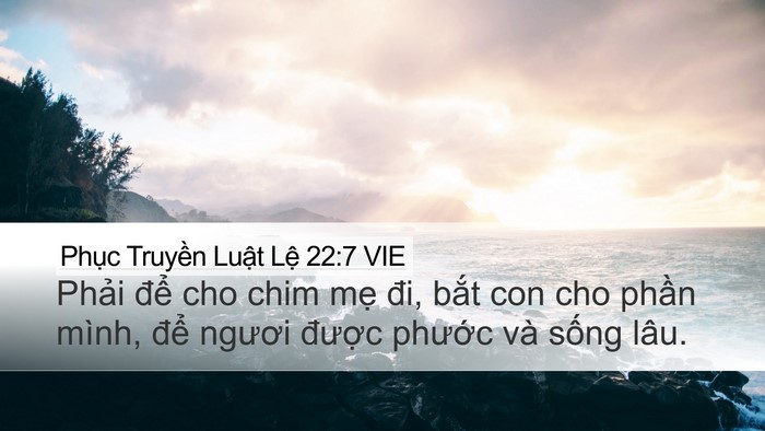 Phục Truyền Luật Lệ 22:7 VIE Bible Verse Image