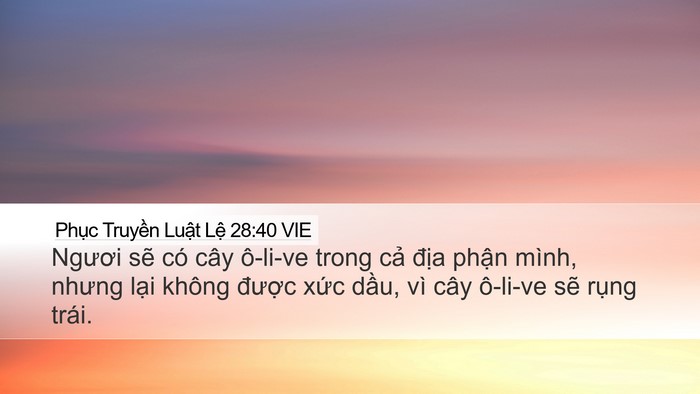 Phục Truyền Luật Lệ 28:40 VIE Desktop Wallpaper - Ngươi sẽ có cây ô-li-ve trong cả địa - Desktop Bible Verse Wallpaper