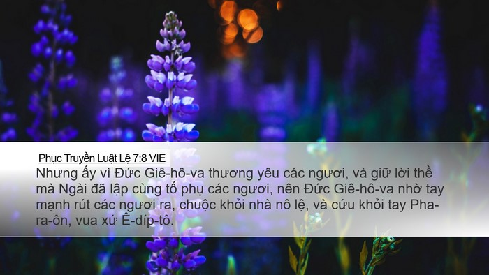 Phục Truyền Luật Lệ 7:8 VIE Bible Verse Image