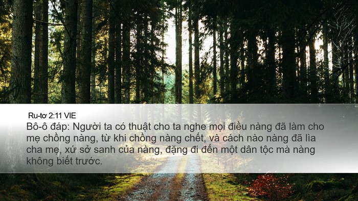 Ru-tơ 2:11 VIE Bible Verse Image