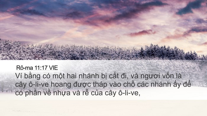 Rô-ma 11:17 VIE Bible Verse Image