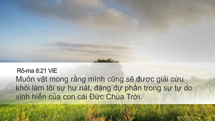 Rô-ma 8:21 VIE Bible Verse Image