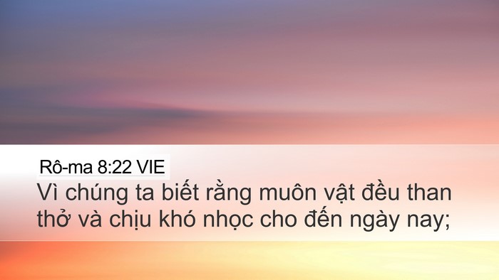 Rô-ma 8:22 VIE Bible Verse Image