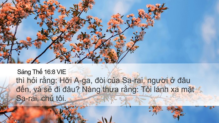 Sáng Thế 16:8 VIE Bible Verse Image